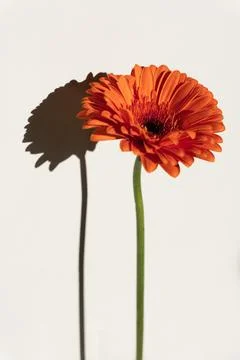 Single Orange Gerbera Flower with Shadow Stock Photos