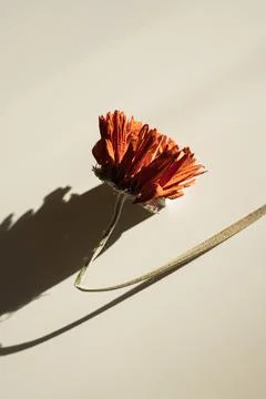 Single orange gerbera flower stem creating artistic shadow patterns on wall Stock Photos