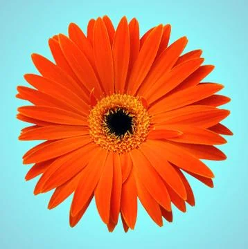 Single orange gerbera isolated on light blue background Stock Photos