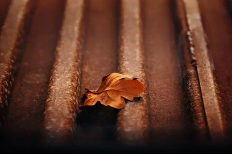 Single orange golden autumn leaf on a rusty copper iron background Stock Photos