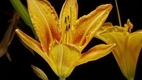 Single Orange Lily Bloom Close-Up – Cinematic 8K Time-Lapse Stock-Footage 320836048