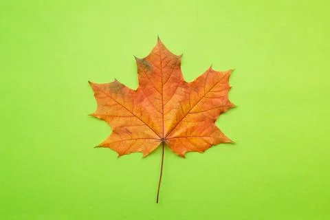 A single orange maple leaf lies on a bright green background, its delicate veins Stock Photos