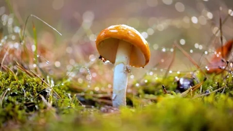 Single Orange Mushroom in Mossy Forest Floor Stock-Footage 308635896