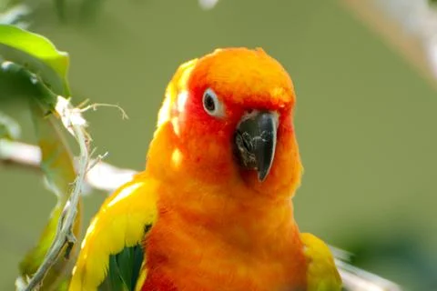Single orange parrot Stock Photos