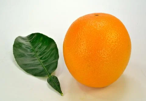 Single Orange Stock Photos