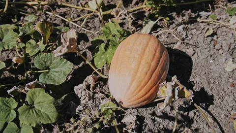 Single Orange Pumpkin On Dry Soil Under Sunlight In Garden Stock Footage 323453792
