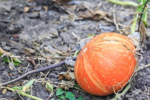 Single orange pumpkin on the field Stock Photos