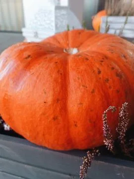 Single orange pumpkin placed on a dark wooden table autumn composition flower Stock Photos