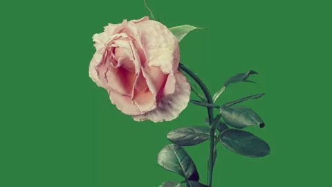 A single orange rose against green background and on flower cartoonish design 動画素材 336189083
