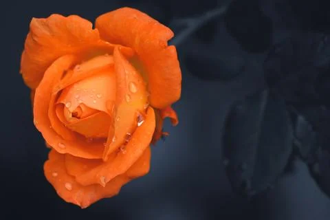 Single orange rose with black background illustration Stock Illustration