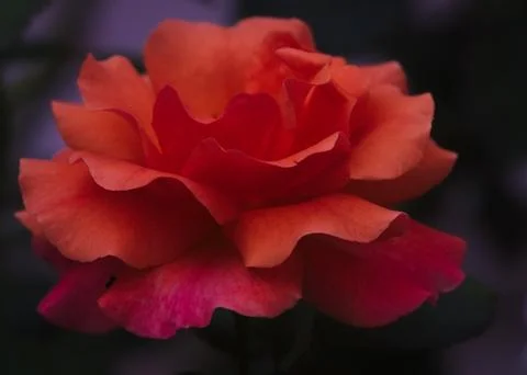 Single Orange Rose in bloom Stock Photos