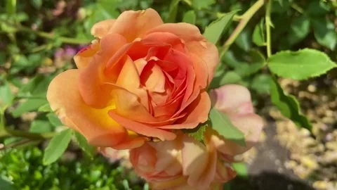 Single Orange Rose Close-up Video stock 247455528