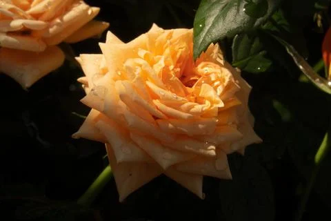 A single orange rose with dew drops on it Foto stock