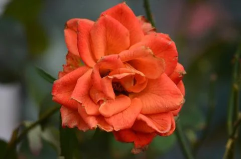 A single orange rose is the main focus of the image.  Stock Photos
