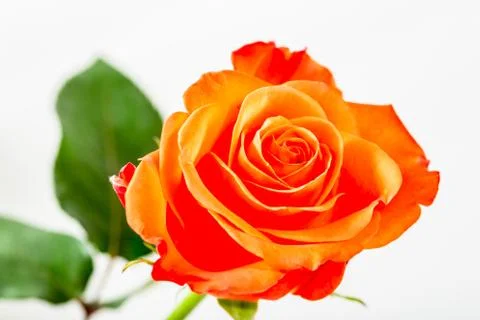 Single orange rose Stock Photos