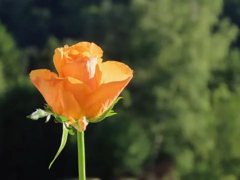 Single orange rose Stock Photos