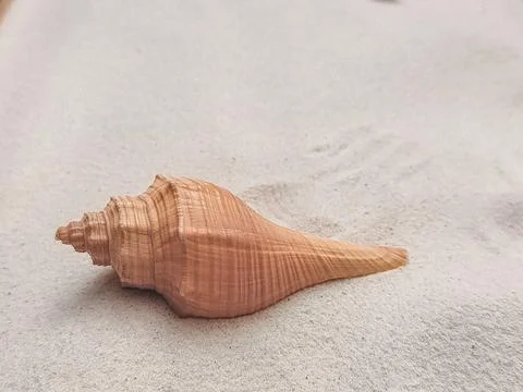 A single orange seashell rests peacefully on soft white sand. Stock Photos