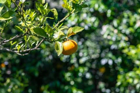 Single orange on a tree with blurred background of another trees Stock Photos