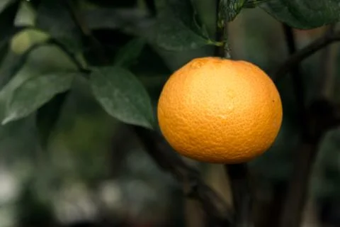 Single orange on a tree Stock Photos