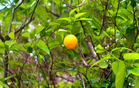 Single Orange in a Tree surrounded by green leaves and branches Stock Photos
