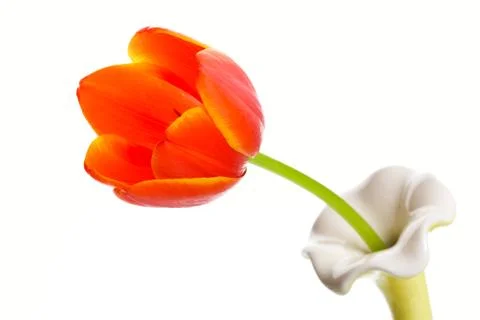 Single orange tulip Stock Photos