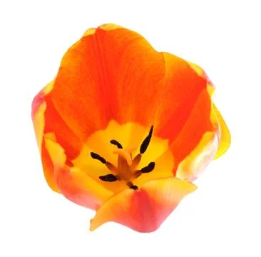 Single orange tulip Foto stock