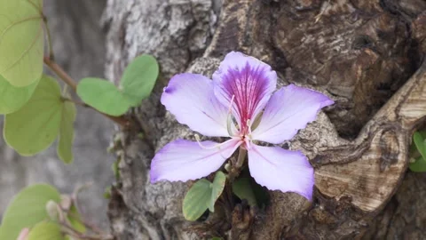Single orchid tree flower, Bauhinia variegata, blooming directly from the trunk Stock Footage 335745310