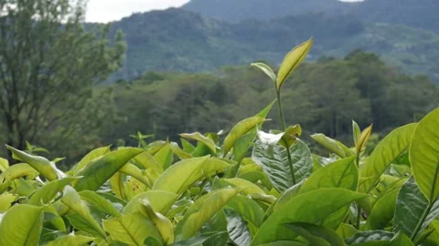 Single organic tea sprout with a soft focus mountain slope background. Video stock 336712264
