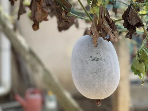 Single Organic Winter Melon Wax Gourd With Shallow Depth Of Field Stock Photos