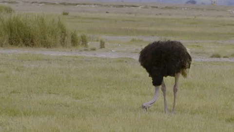 Single Ostrich grazing  Video stock 112514966