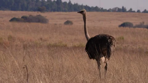 A single Ostrich walking in the open brown field during winter months Stock Footage 201000291