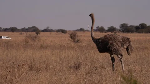 A single Ostrich walking in the open brown field during winter months Stock Footage 201000490