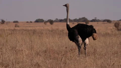 A single Ostrich walking in the open brown field during winter months Stock Footage 201000493