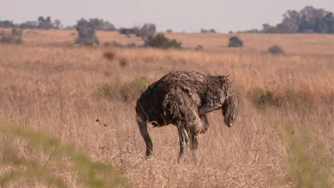 A single Ostrich walking in the open brown field during winter months Stock Footage 201000851