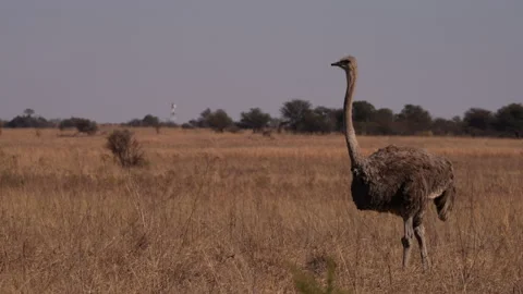 A single Ostrich walking in the open brown field during winter months Stock Footage 201001288