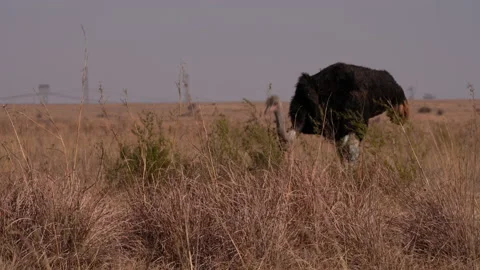 A single Ostrich walking in the open brown field during winter months Stock Footage 201001794