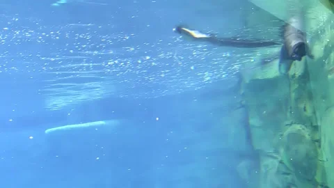 Single Otter Swimming Stock Footage 247580111