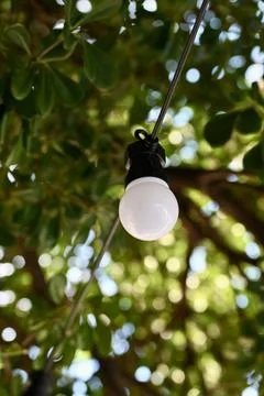 Single Outdoor String Light Bulb Hanging Amidst Green Leaves Stock Photos