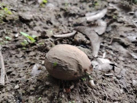 A single oval brown nut rests on the damp earthy ground surrounded by falle.. Fotos Stock