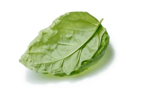 Single overturned basil leaf Foto stock