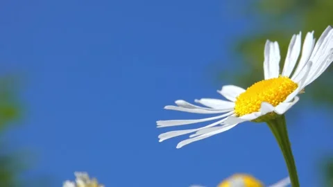 Single oxeye daisy flower against clear blue sky panning Stock Footage 329900441