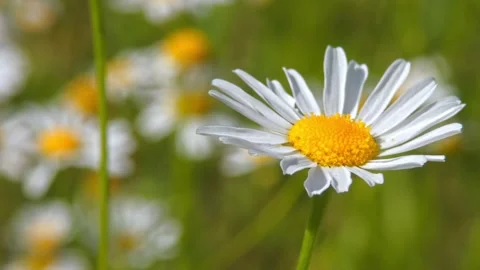 Single oxeye daisy flower head in focus against blurred meadow Video stock 329900504
