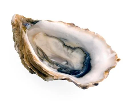 Single oyster on white Stock Photos