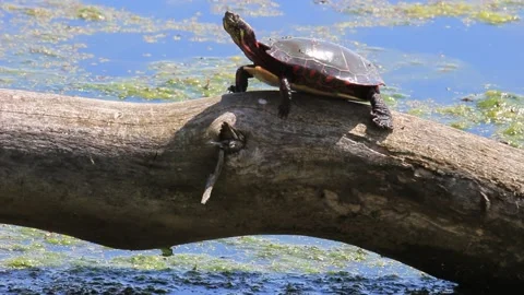 A single painted turtle basks in early spring while the weather is still warming Stock Footage 154218841
