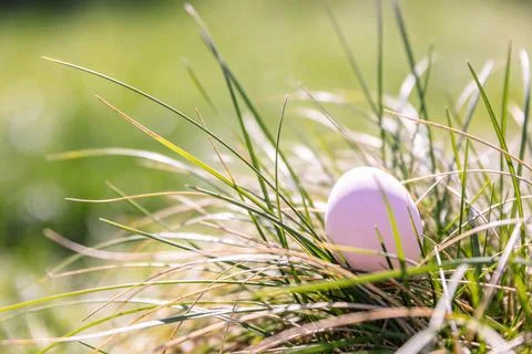 A single pale pink Easter egg nestled in lush green grass on a sunny day Stock Photos