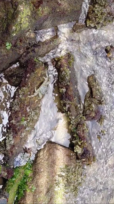 A single pale sea crab Video stock 336300736