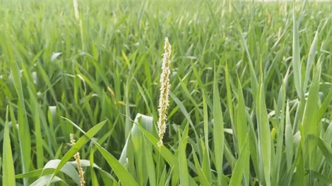 Single Pale Wheat Ear Standing Out in Lush Green Field Stockbeeldmateriaal 331765736
