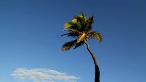 Single palm Stock Footage 10699466