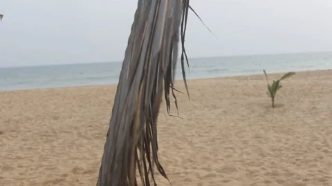 Single Palm Frond blowing gently overlooking the Ocean Stock-Footage 111407461