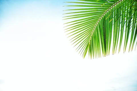 A single palm leaf extends from the top right corner against a bright blue sky Stock Photos
